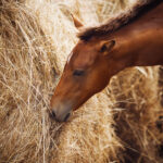 Paard en voeding, welke paardenvoeding is geschikt?